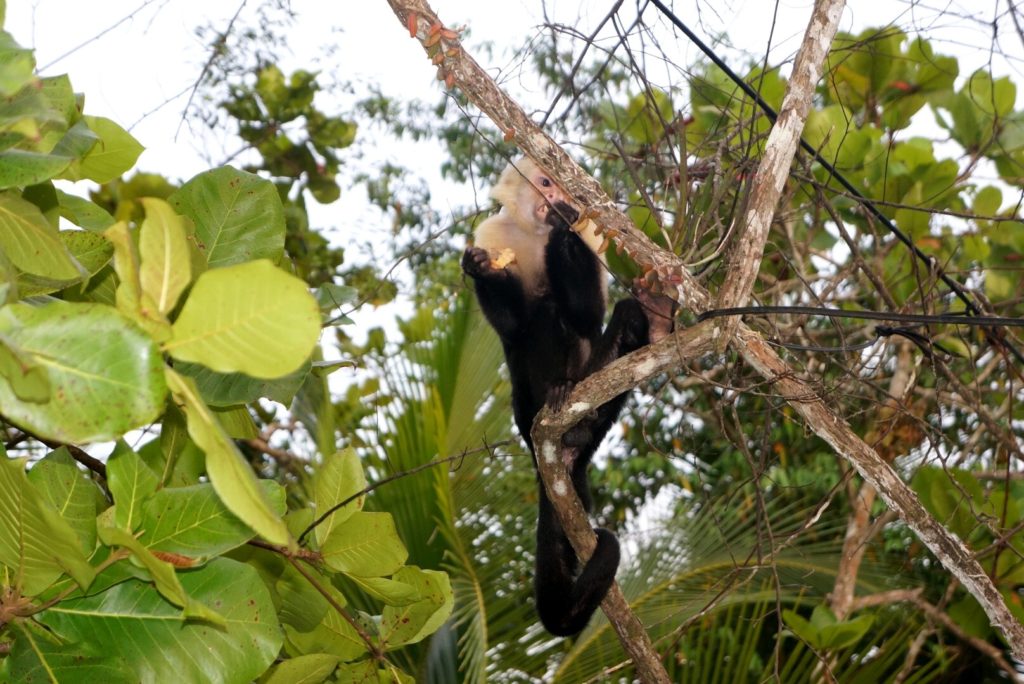 Costa Rica Capuchin monkey