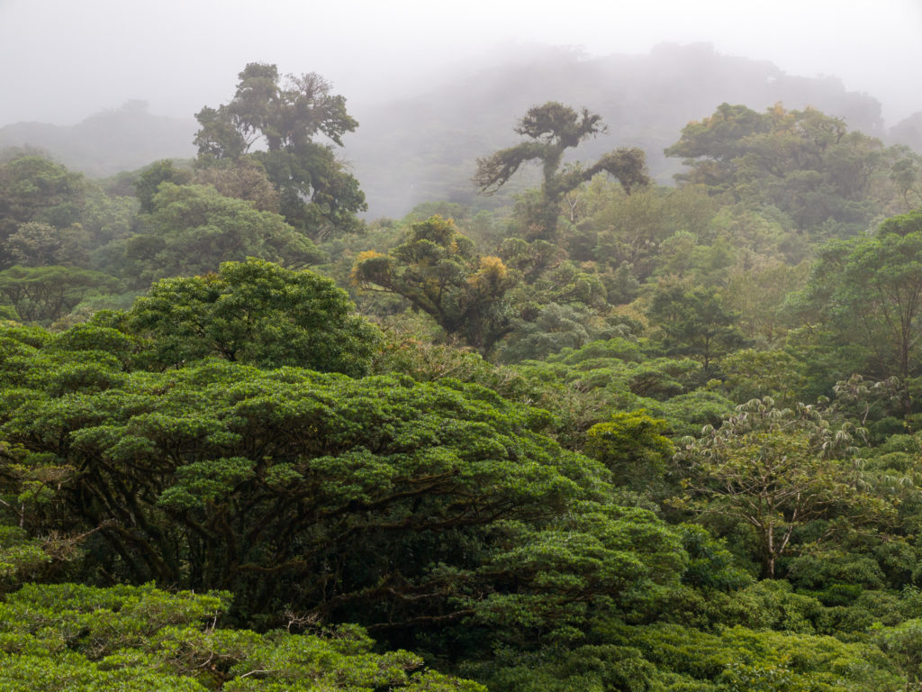 Monteverde Cloud Forest Costa Rica