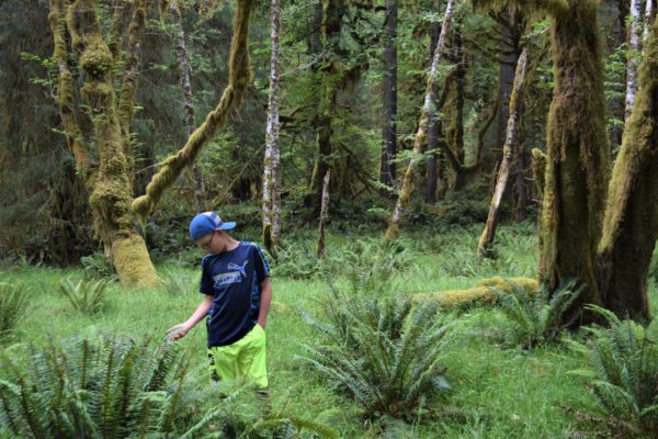 Hoh Rainforest Washington
