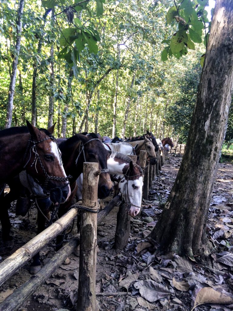 Horseback riding to Nauyaca Waterfalls, Costa Rica