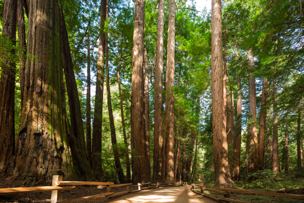 Redwood trees in Redwood National Park