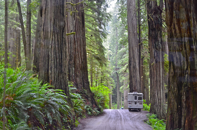 Camper van in the Redwoods, California