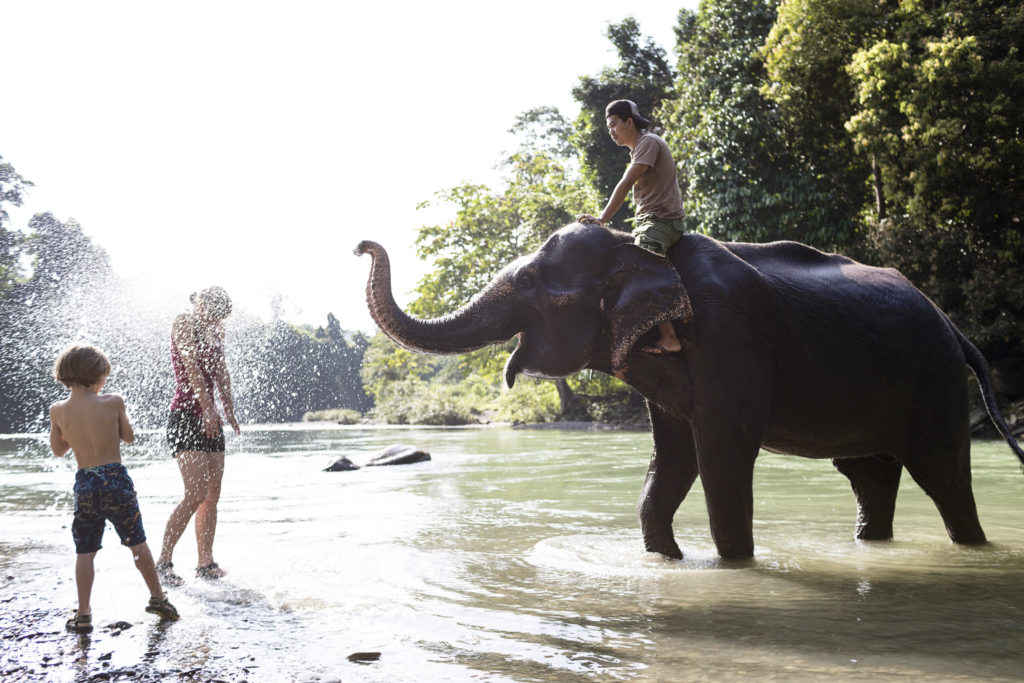 Bathing elephants at Tangkahan Elephant Santuary, Sumatra Indonesia