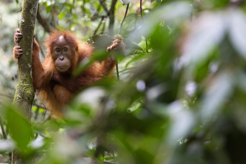 Wild orangutans in Bukit Lawang, Sumatra, Indonesia