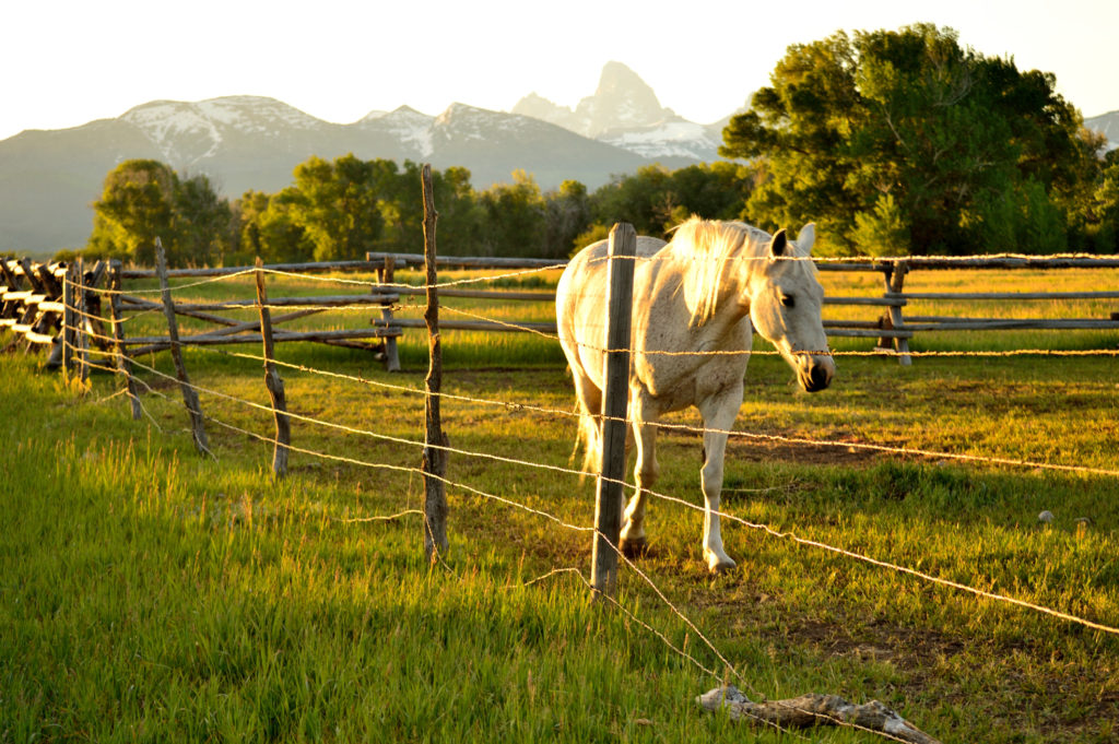 Horse along fence in Teton Valley, Idaho