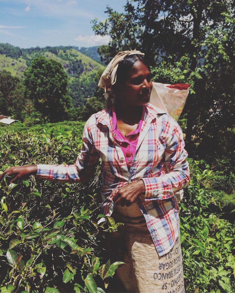 Tea pickers in the hill country of Sri Lanka