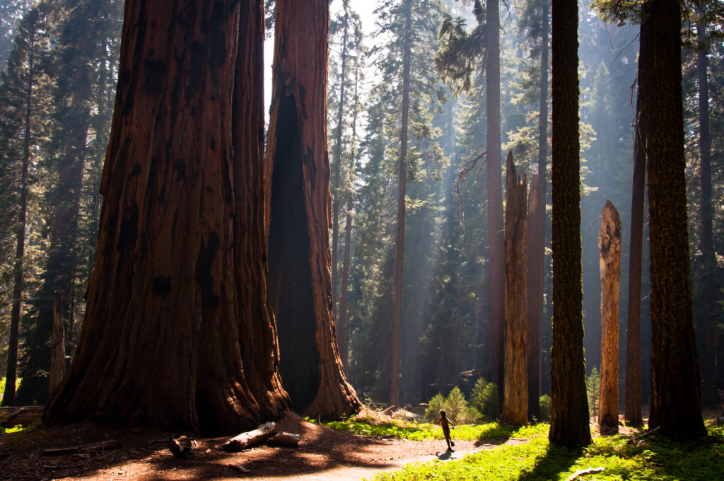 Sunlight on the trees at Sequoia National Park, California