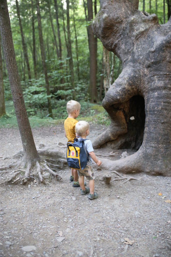 Kids looking at tree at Smokey Mountain National Park, Tennessee