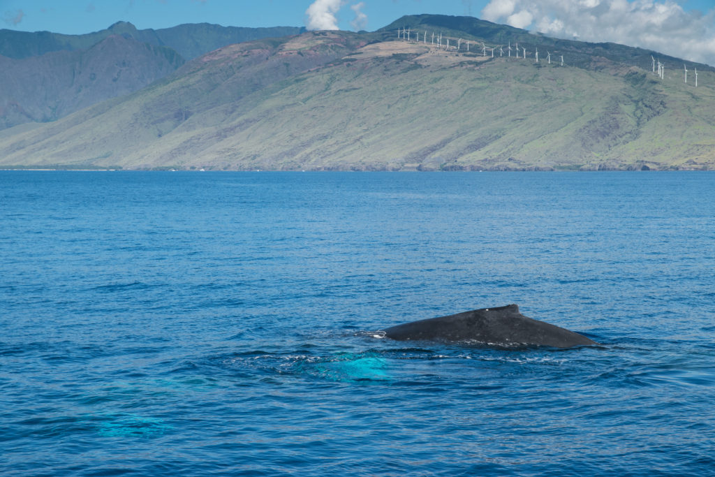 Humpback whales off coast of West Maui