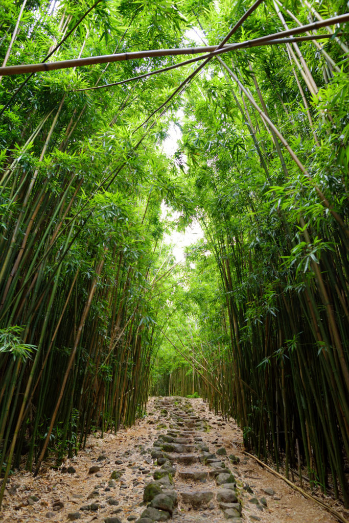 Bamboo forest, leading to famous Waimoku Falls. Popular Pipiwai trail in Haleakala National Park on Maui, Hawaii, USA