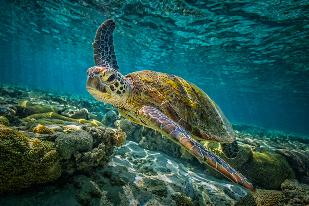 Green sea turtle in Belize