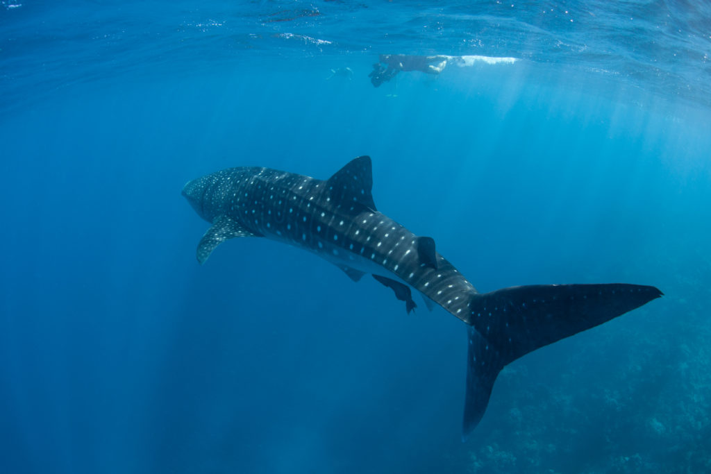 Swimming with whale sharks at Gladdin Spit, Belize