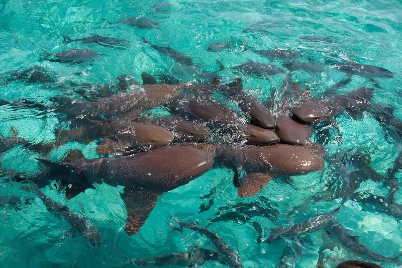 Swimming with nurse sharks, Hol Chan Marine Reserve, Belize