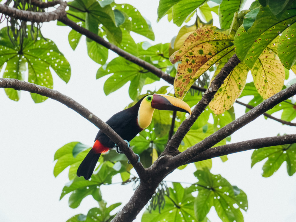 Keel-billed toucan on tree in La Fortuna, Costa Rica