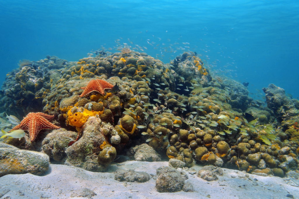 Colorful reef and starfish in Bocas del Toro, Panama
