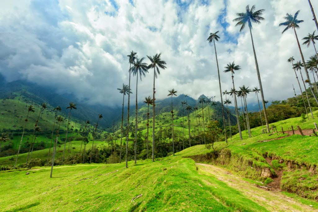 Hiking trail in Cocora Valley, Salento, Colombia