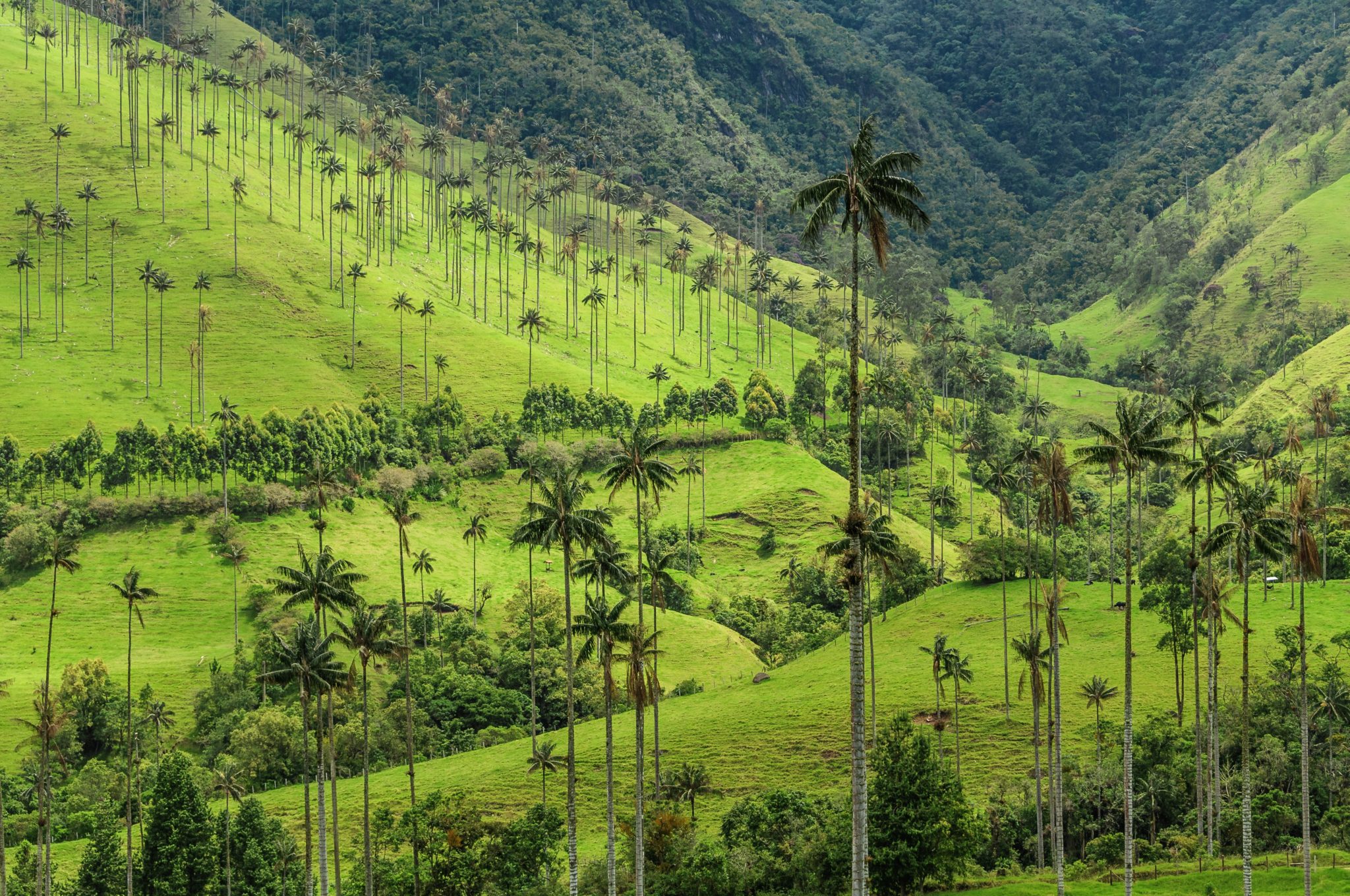 Quindío Wax Palm Trees in the Cocora Valley, Colombia