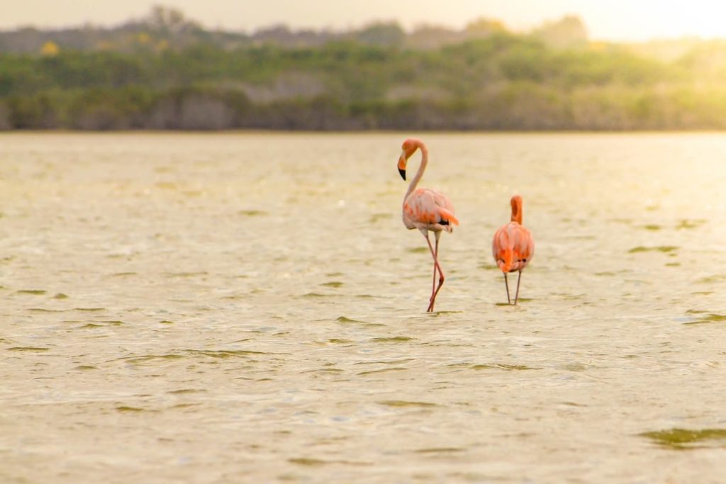 Flamingos in Camarones, Colombia