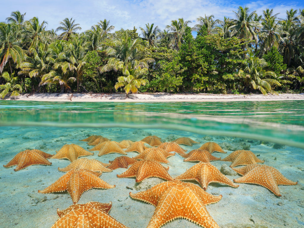 Starfish lining the bottom of the sand at Starfish Beach, Bocas del Toro, Panama