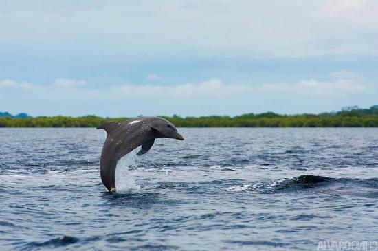 Dolphin jumping out of water in Dolphin Bay, Bocas del Toro, Panama