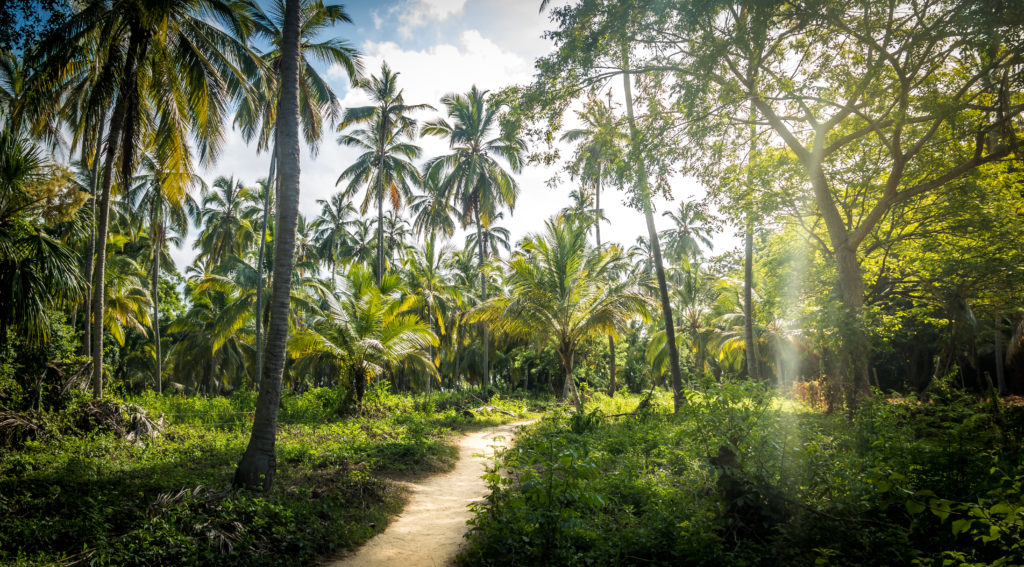 A jungle path in Tayrona National Park leads to beautiful beaches and coastline.