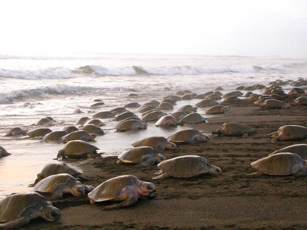 Mass turtle nesting, Playa Ostional, Costa Rica