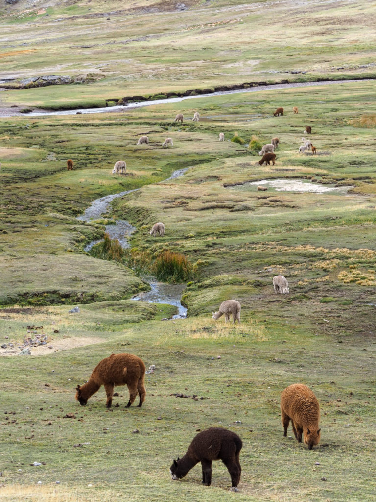 Alpacas grazing in the meadows, Kinsa Cocha, Peru