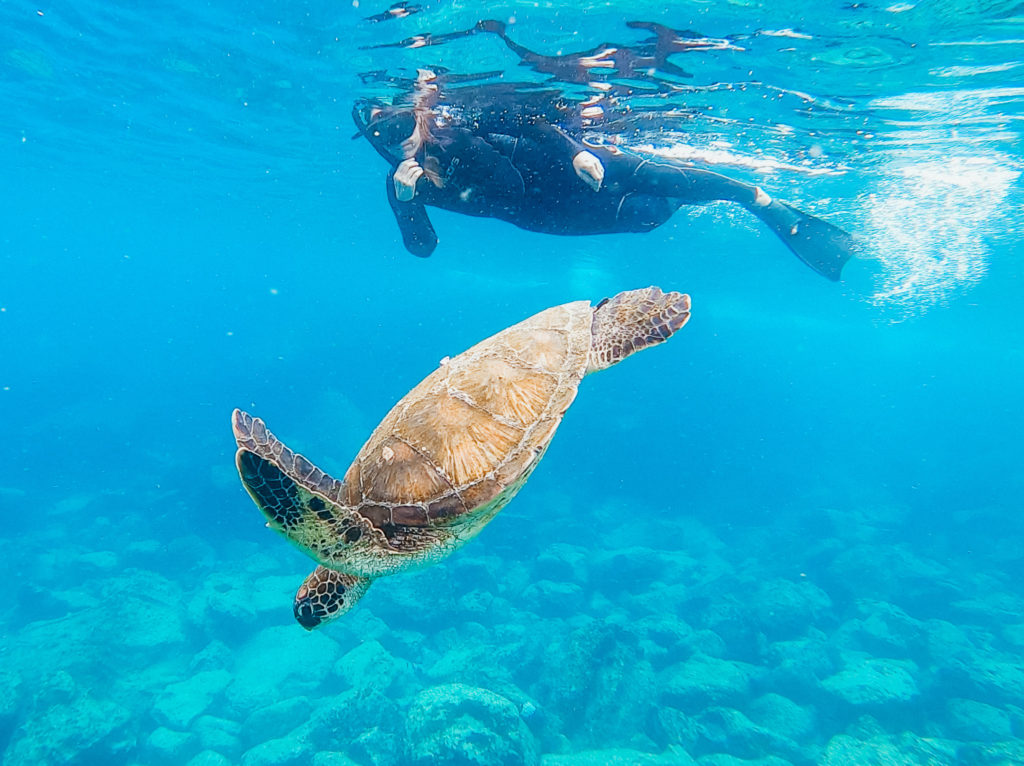 Woman snorkeling with sea turtle, Galapagos Islands, Ecuador