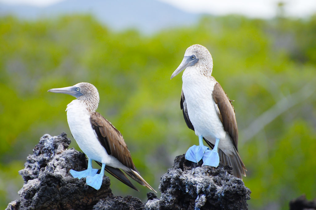 Blue footed boobies standing on rock in the Galapagos Islands, Ecuador