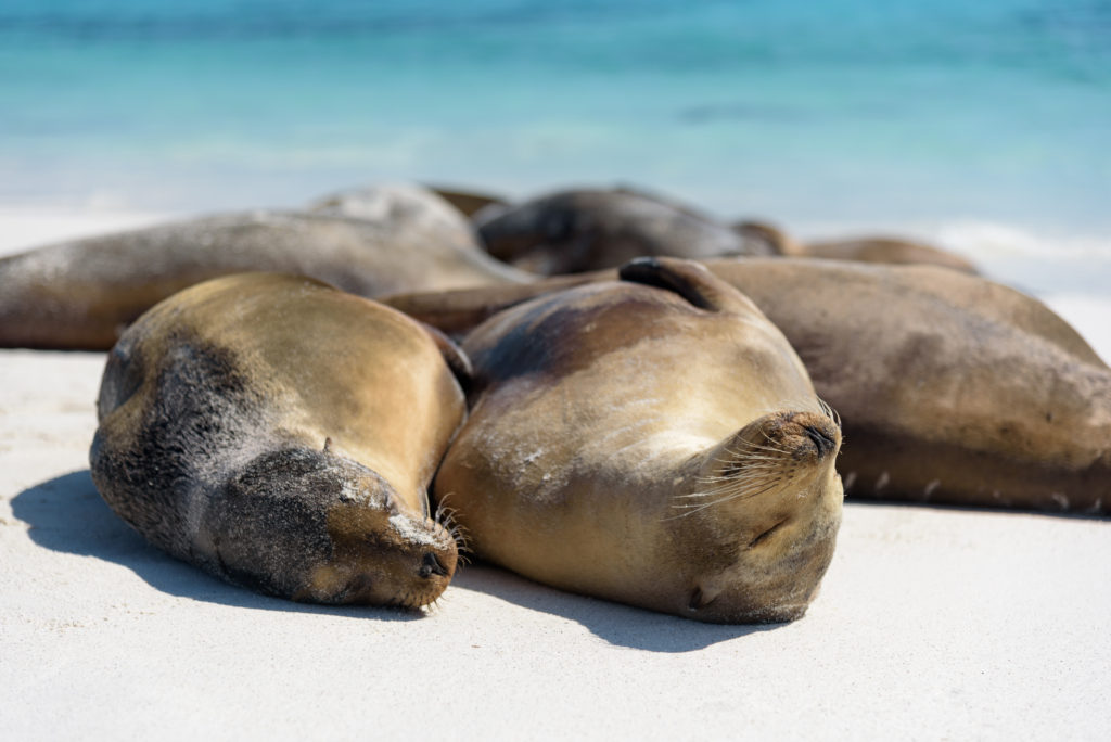 Sea lions sunbathing on a beach in the Galapagos Islands, Ecuador