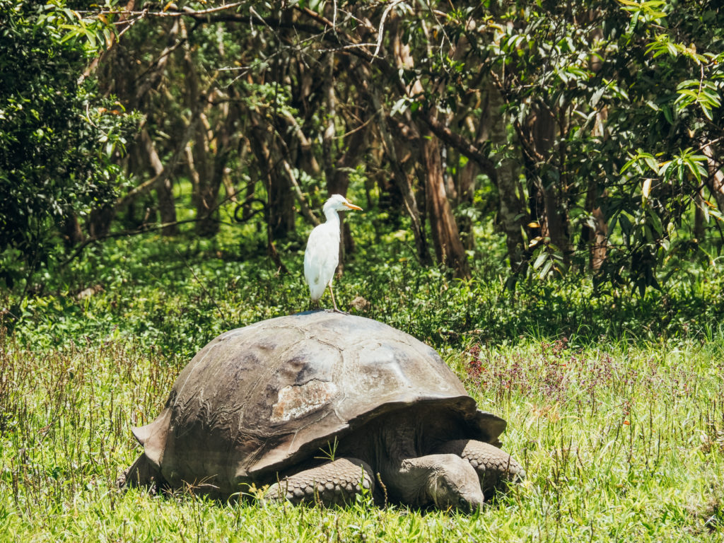 Giant Galapagos tortoise at El Chato Reserve, Santa Cruz, Galapagos Islands, Ecuador