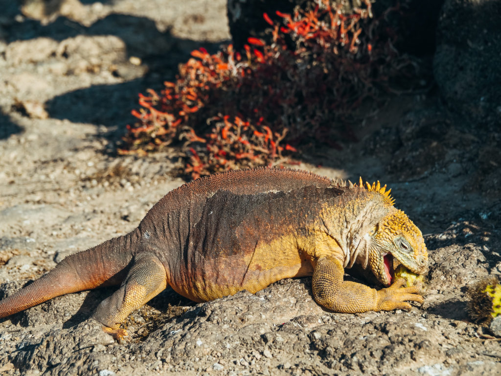 One of the endemic yellow-colored land iguanas eating cactus fruit, Galapagos Islands, Ecuador