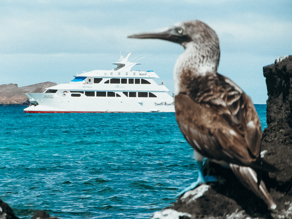 Eco Galaxy catamaran, Galagents Galapagos Islands, Ecuador with a blue footed boobie in the foreground