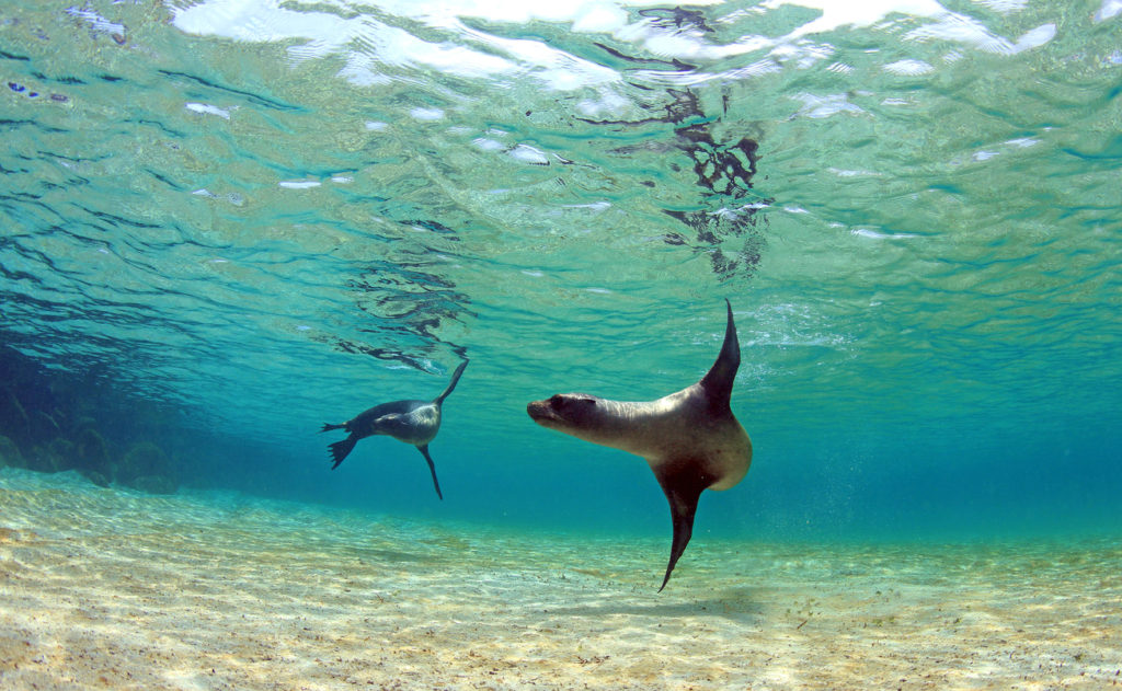 Playful sea lions swimming in the Galapagos Islands, Ecuador