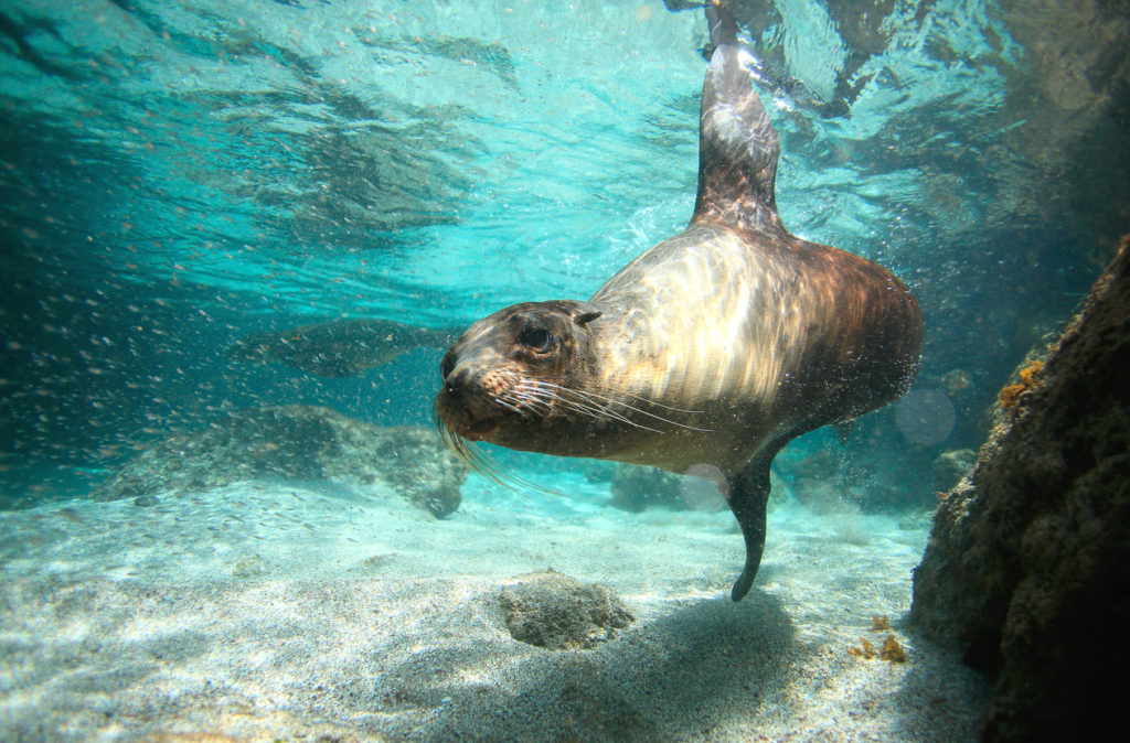 Curious sea lion underwater swimming past camera, Galapagos Islands, Ecuador